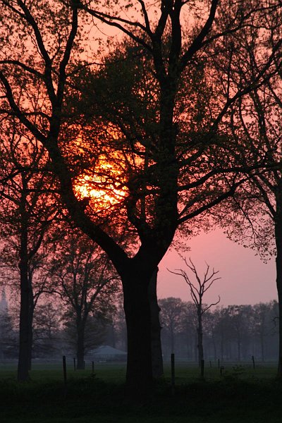 AI01.JPG - Een boom op de voorgrond bij een zonsondergang doet het ook altijd goed.