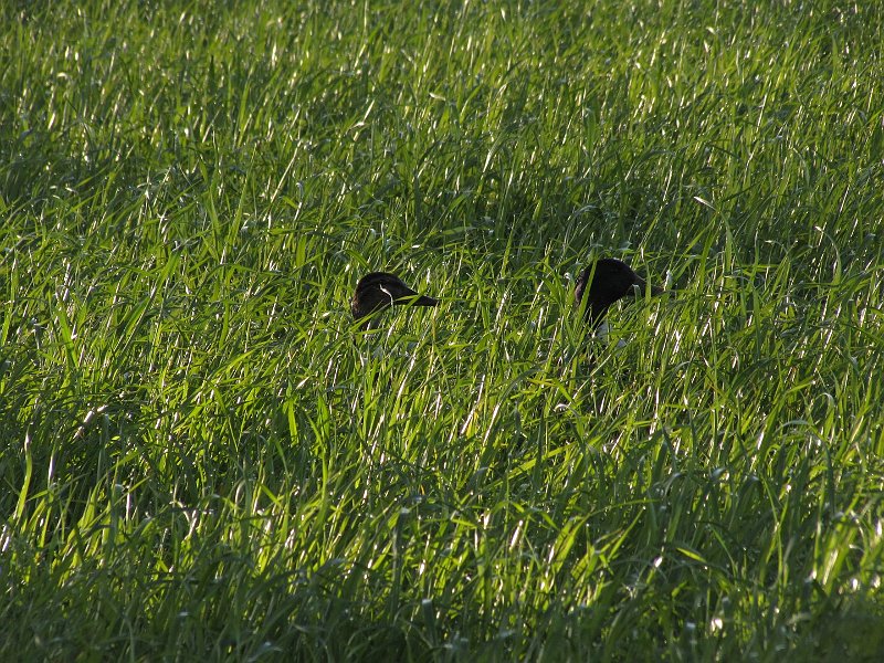 AE03.JPG - Twee eendjes in het groene gras.