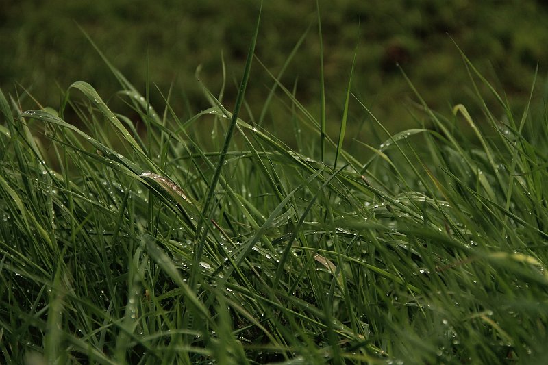 AG01.jpg - Mooi al dat gras met die druppels. Ook het scherpe gebied is mooi strak door het beeld.