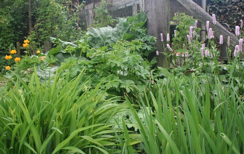 AN01.JPG - Een mooi groen hoekje in de tuin.