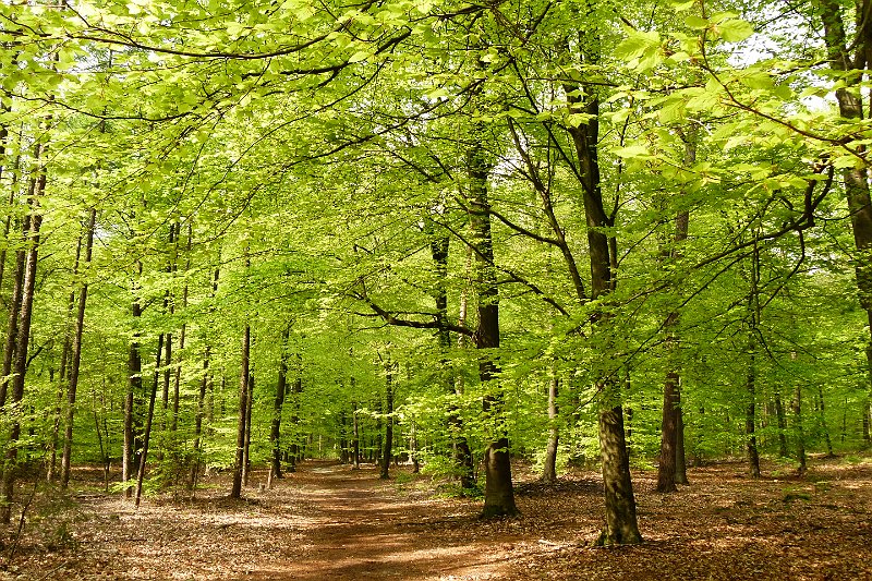 AT03.JPG - Zo eind april is een flink Beukenboseen en al ontluikend groen voor zover als het oog reikt fris groen! Perfect belicht en je ziet hier ondanks de vele bomen nog steeds perfect het bos.