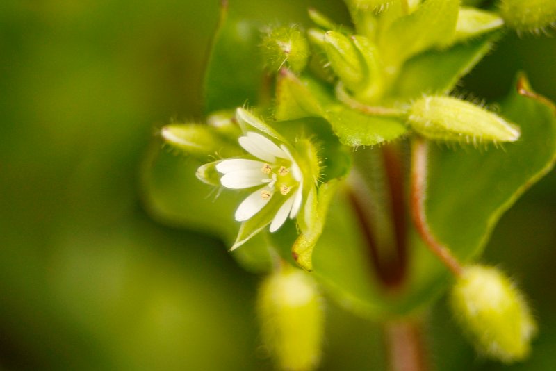 AV01.JPG - Het tere groen van de vroegst bloeiende plantjes is één van de eerste signalen van het voorjaar. Goed belicht.