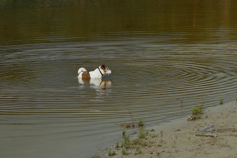 AF03.JPG - Wat de compositie betreft had ik de uitsnede zo gemaakt dat het hondje in het midden van alleen maar rimpelend water zou hebben gestaan.