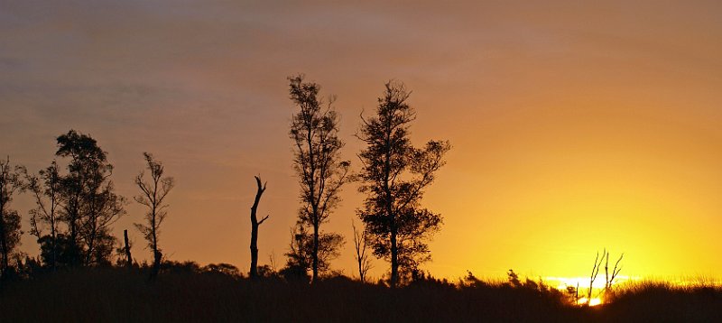 AG03.jpg - En hier het mooie geel van de zonsopgang. Gelukkig dat de bomen er zijn, anders was de lucht wat eentonig geworden.