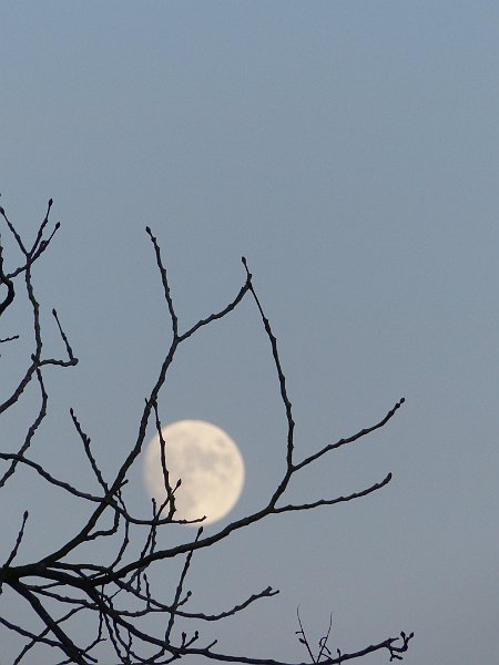 AC01.jpg - Rond de kerst was de maan rond de avond schemering al goed te zien. En dan was het heel goed mogelijk om het zie de maan schijnt af te maken met door de bomen. 's Nachts vallen de takken alleen op als ze voor de maan zitten. En nu krijg je een heel mooi plaatje. Alleen is meestal of de maan of de takken scherp. Alleen als je wat verder van de boom af blijft en een veel kleiner diafragma gebruikt (16 of 22) bij een hybride camera (8) en scherp stelt op de maan dan heb je de kans dat de takken scherp of in ieder geval bijna scherp zijn.