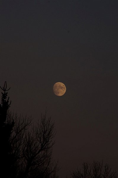 AG02.JPG - Goed belicht en dankzij het vroege tijdstip van fotograferen zowel de maan en de boom silhoutetten heel mooi zichtbaar.