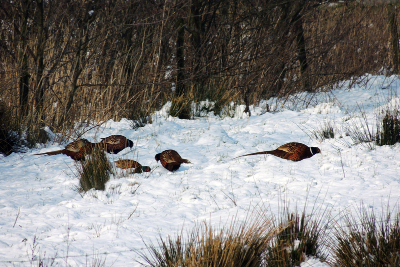 AO02.jpg - Een groepje mannetjes Fazanten op zoek naar voedsel onder de sneeuwlaag. Goed belicht.          