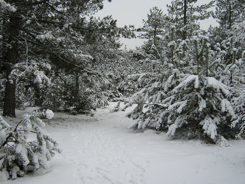 AE02.JPG - Bij deze foto zit er een betere verhouding tussen sneeuw en bomen. Echt een mooi winters bosgezicht.