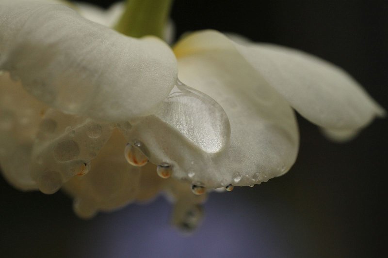 AC01.jpg - Druppels in zo'n grote vergroting zijn vaak extra mooi. Ondanks de erg witte bloem is de belichting heel goed. Ook de scherpte van het vergrote stukje bloem in de druppel is juist gekozen.