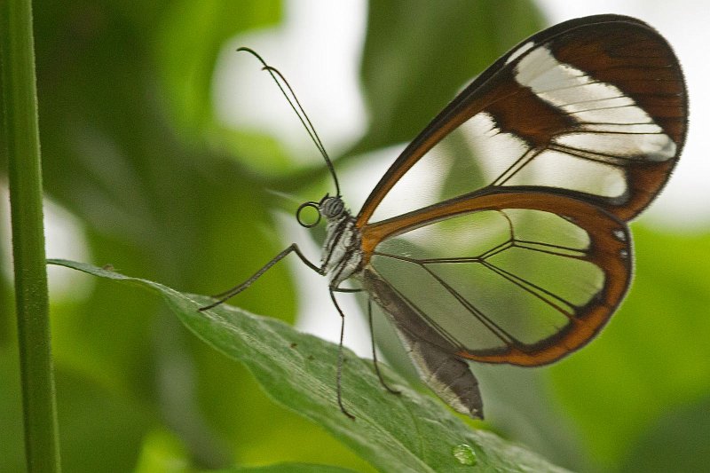 AG02.jpg - Mooie lijnen in de vleugels van deze vlinder. Jammer dat hij net niet helemaal scherp is.