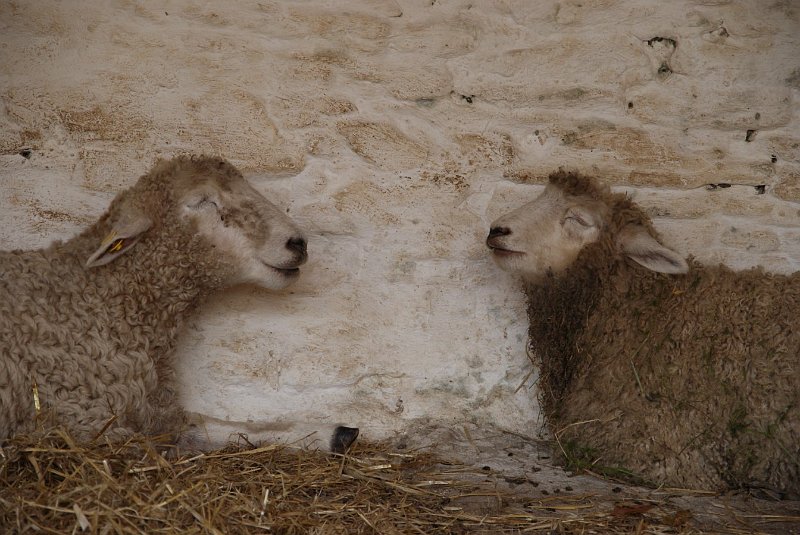 AR02.JPG - Deze twee schapen hebben wel heel erg meegewerkt aan een symmetrisch beeld.