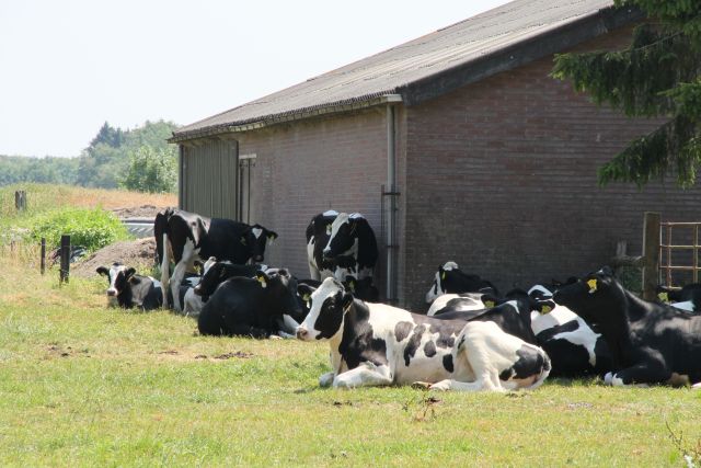 AC03.jpg - Vanwege de warmte zoeken de koeien zoveel mogelijk de schaduw op. Nog net goed belicht deze combinatie van schaduw en felle zon.