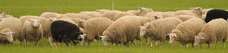 AI01.jpg - Een leuke uitsnede voor zo'n groep schapen.