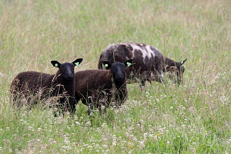 AO02.jpg - Door de donkere schapen wordt het weiland wat te licht. Maar daardoor zijn de schapen wel mooi gedetailleerd.