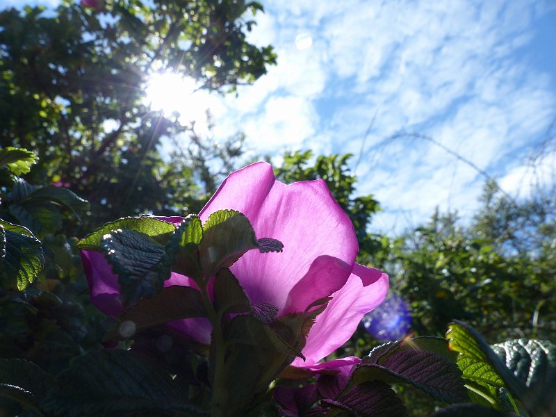 AC02.JPG - Ook hier een lichtvlek net rechts van de bloem. Maar een hele mooie belichting. En ook een hele mooie lichtval door het bloemblad. Ook de nog zichtbare blauwe lucht en wolken geven de foto wat extra's.