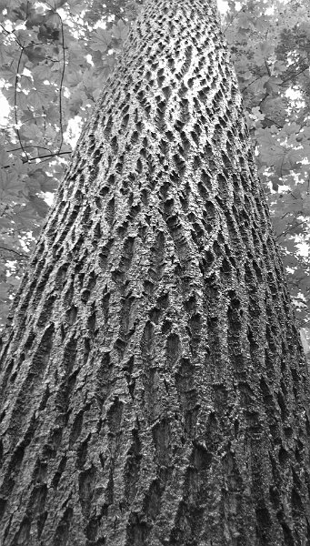 AF02.jpg - Zwart-wit heeft ook bij deze foto wel weer wat. Maar als je de symmetrie  had willen benadrukken had de boom in dit geval echt bovenin in het midden moeten staan.                               
