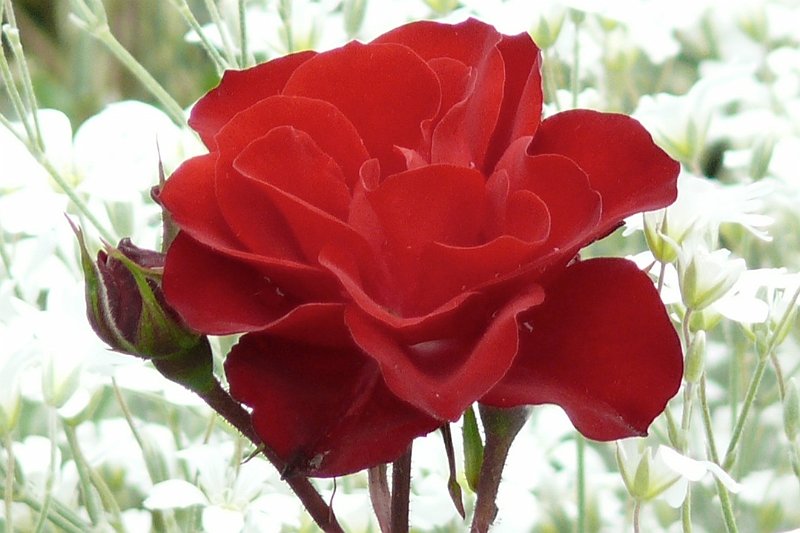 AJ01.jpg - Wat mooi belicht deze roos. Doordat de roos erg donker rood is krijg je hier een flink overbelichte achtergrond die de rode roos er nog verder laat uitspringen.