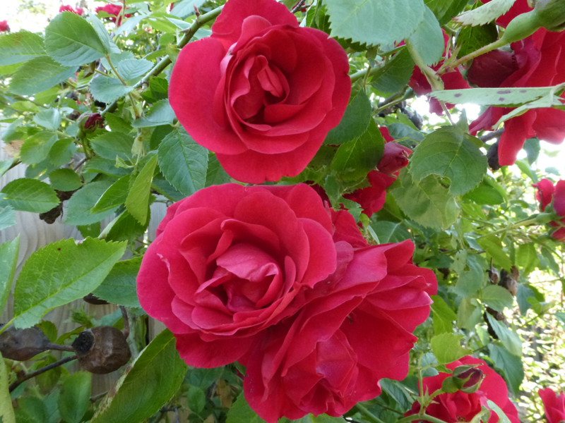 AL02.jpg - Rode rozen zijn er in vele tinten. Door niet 1 maar meerdere bloemen in beeld te nemen krijg je ook wat meer achtergrond, waardoor het beeld wel wat drukker wordt.