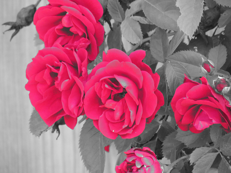 AL03.jpg - Ook hier door een kleur effect te gebruiken springen de gekleurde rozen uit het verder zwart-wit beeld.