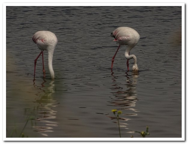 AD01.jpg - Door de weerspiegeling van de lucht in het water en de lichte Flamingo's is de foto net iets te donker geworden.