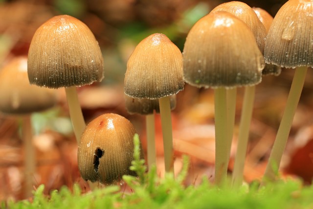 AZ01.JPG - Goed belicht dit groepje paddenstoeltjes.