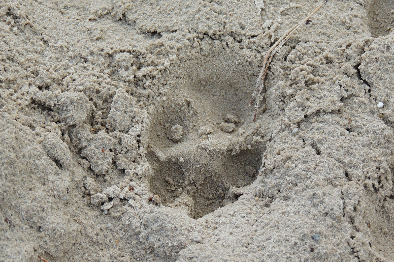 AH03.jpg - Een pootafdruk in het zand. Als je hem iets meer schuin in plaats van recht van boven zou hebben gefotografeerd dan had je iets meer diepte in de afdruk kunnen krijgen.