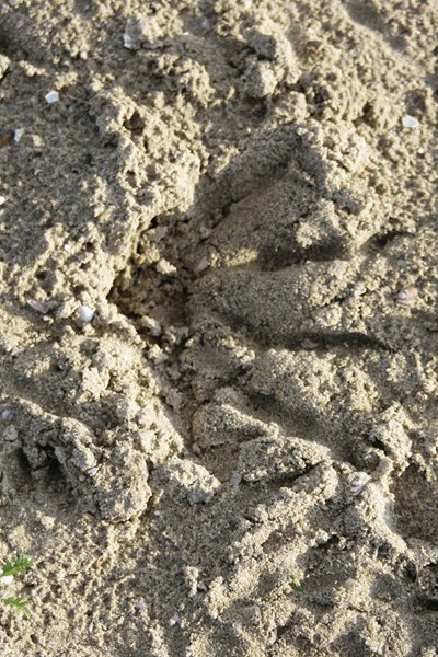 AP01.jpg - Mooi die grote pootafrdruk in het zand.