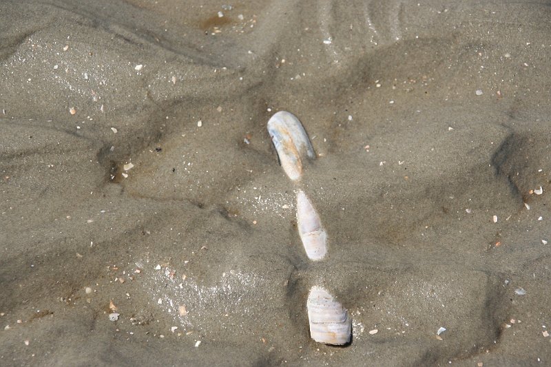 AS01.jpg - Mooi die gedeeltelijk onder het natte zand verstopte schelp. Ook goed van kleur en belichting.