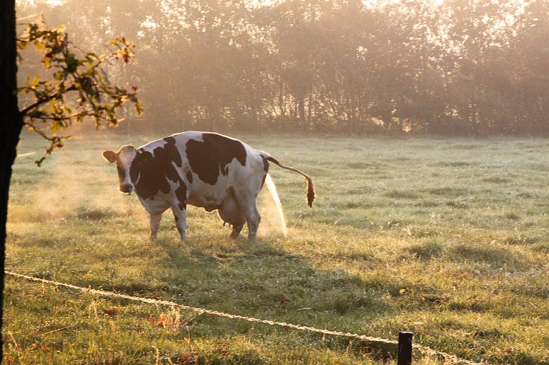 AA01.jpg - Een "rustiek" landelijk plaatje. Het vroege ochtendlicht met de nog aanwezige nevel gven het sfeer. alleen jammer dat de koe zo ver naar links staat. Ik denk dat ik hier een vierkante uitsnede van zou hebben gemaakt. Er zit nu wel erg veel "leegte" rechts.