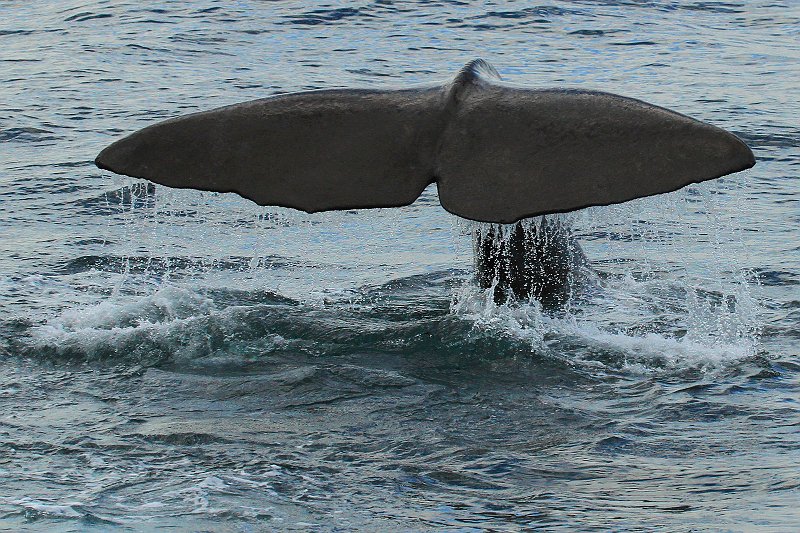 AI02.jpg - Door de korte sluitertijd is deze walvis staart haarscherp (of moet ik zeggen druppelscherp) op de foto gekomen.