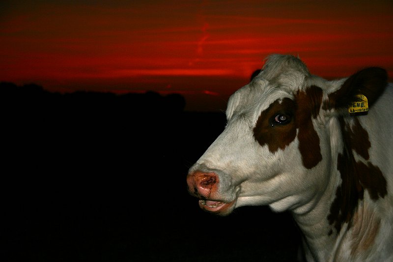 AJ03.jpg - Een late rode avond lucht aan de horizon, en een goed belichte koeienkop op de voorgrond dankzij invulflitsen.