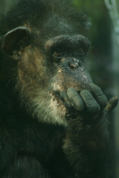 AK01.jpg - Iets aan de donkere kant deze Chimpansee. Door ongeveer + 0.7 te geven zouden de donkere delen net wat lichter zijn geworden.