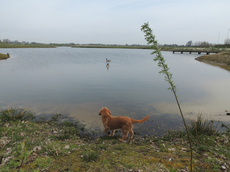 AB02.jpg - Hier geeft de ruimte en de "verlangende" blik van de hond naar de ganzen in het water een mooi beeld.          