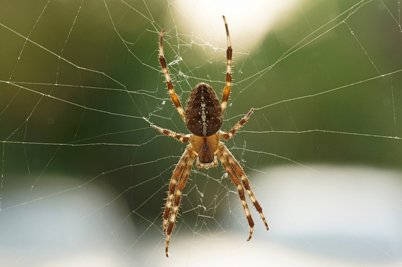 AC01.jpg - Door de mooie onscherpe achtergrond met de donkere vlakken juist ter hoogte van de spin komt zowel de spin als een groot deel van het web goed er uit. Door het tegenlicht worden de poten en een deel van het lijf doorschijnend.                      