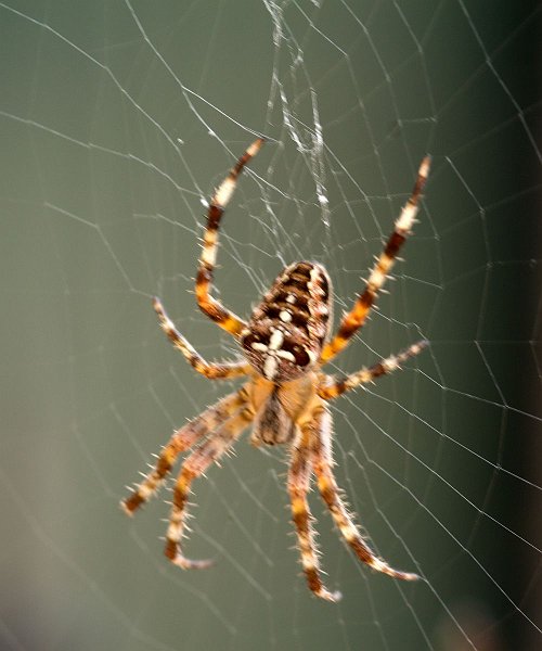 AE01.jpg - Jammer dat deze spin niet scherp is. Hij komt door de combinatie donkerder achtergrond en lichtval juist erg mooi in beeld.