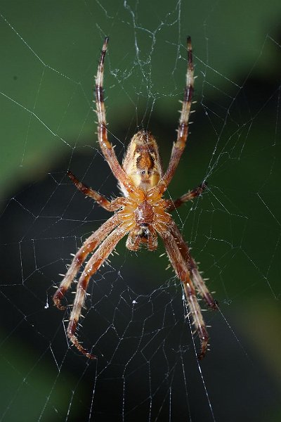 AI01.JPG - Ook hier weer een spin die door de donkerder achtergrond heel goed te zien is. De staande uitsnede is gezien de spin ook heel goed gekozen.