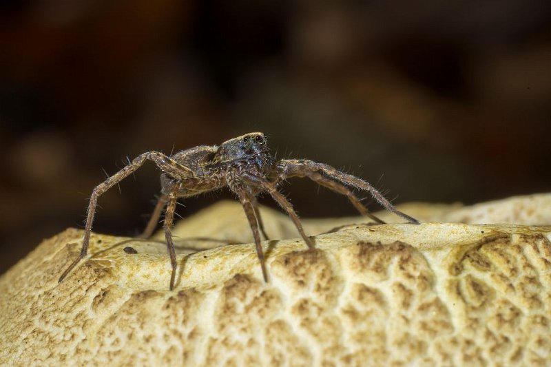AI02.JPG - Een hele mooi foto van een wolfsspinnen soort op de hoed van een paddenstoel. Als de spin helemaal recht naar de camera had gezeten had je kunnen zien dat een spin 8 ogen heeft.