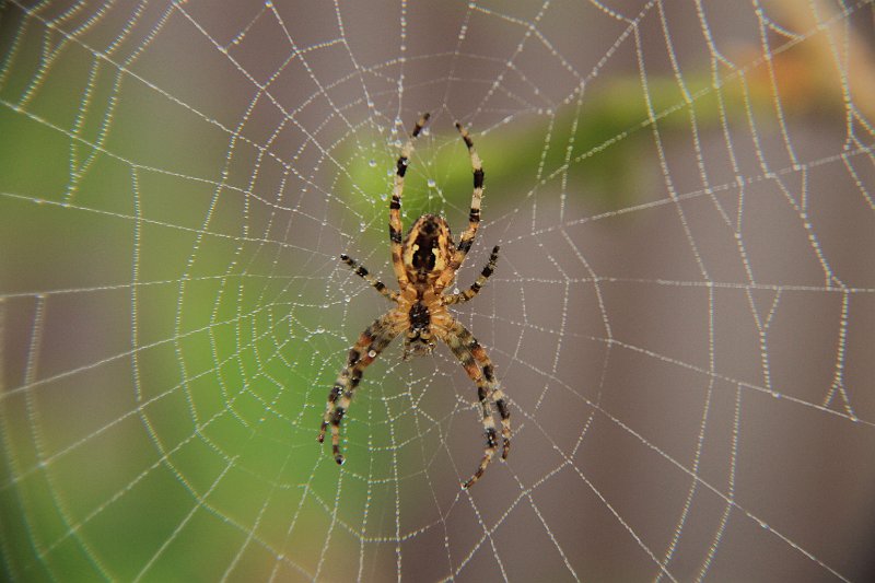 AN02.JPG - Door de grotere onscherpte bij deze foto komt de spin en het web duidelijk beter uit.