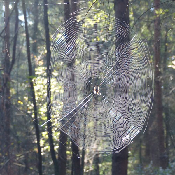 AO03.JPG - Als het web helemaal scherp was geweest was dit een super mooi spinnenweb geweest.