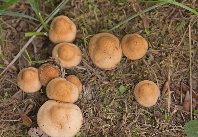AE02.jpg - Leuk groepje paddenstoeltjes. Het zijn er alleen als je goed telt 10!