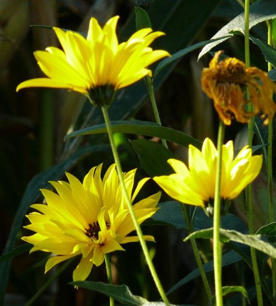 AE01.jpg - Bij deze foto springen de 3 gele bloemen er juist uit door de donkere en onscherpe achtergrond. Jammer dat de camera gegevens niet zijn mee gestuurd.