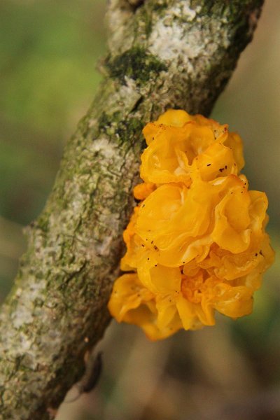 AS03.jpg - Het blijft een mooi geel onderwerp in het bos die gele trilzwam.