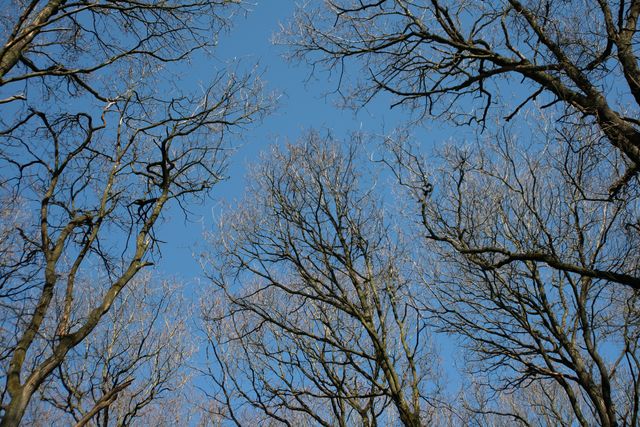 AF03.JPG - Blijft mooi die kale takken tegen zo'n blauwe lucht.