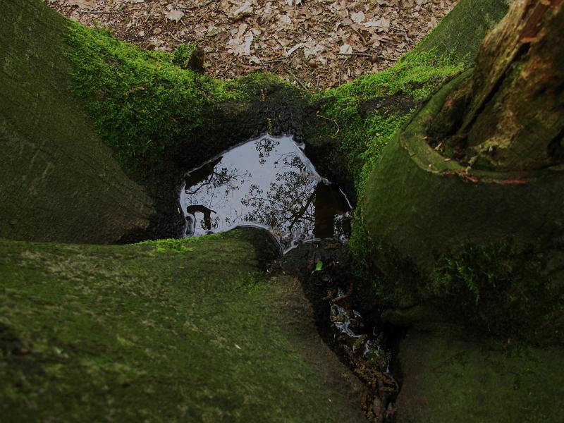 AL03.jpg - Mooi. Vooral ook de weerspiegeling van de boomkruinen in het plasje water.