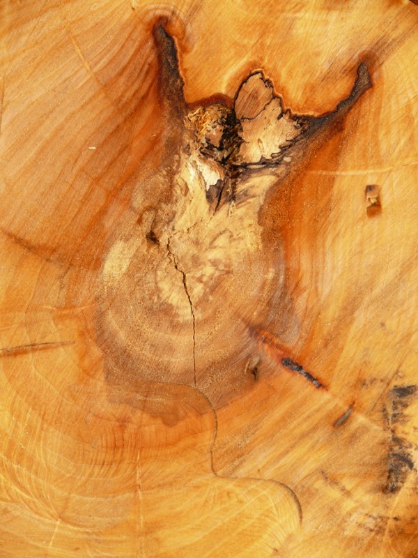 AN03.jpg - Mooi die structuur in het hout van een doorgezaagde boomstam.