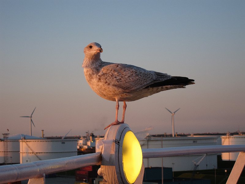 AC01.jpg - Hier de sfeer van de zonsondergang door de oranje kleur van het licht. Ik blijf het schrijven, maar ook hier zou een nog krachtiger resultaat zijn bereikt door de witbalans niet op automaat, maar op zonnig te zetten. Verder een mooie foto.