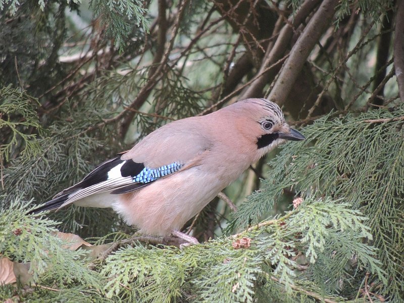 AB01.jpg - Het hoofdonderwerp de Gaai is welliswaar niet groen, maar hij zit in een flinke groene omlijsting. Ondanks de 800 ISO en een hybridecamera een prachtig lage beeldruis! (Dankzij de CMOS beeldchip bij deze nieuwe Nikon.) Kijk eens naar het gebruikte brandpunt omgerekend naar kleinbeeld!       