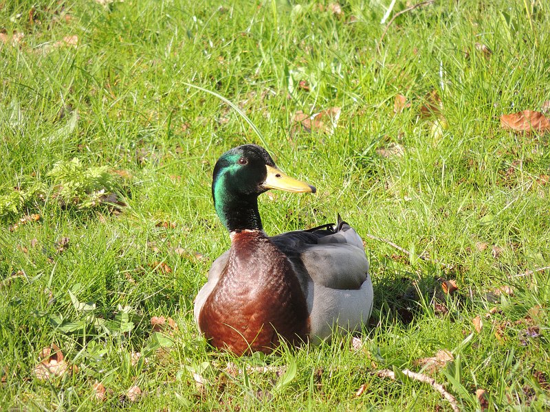 AB03.jpg - Z'n kop is groen, maar het gras is knalgroen.          