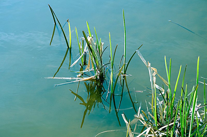 AC03.jpg - Mooi groen. Ik zou alleen hier de lijn van rechtsonder naar linksboven hebben laten doorlopen. Als het wat het camerastandpunt betreft niet haalbaar was, had er dan een vierkante uitsnede van gemaakt.