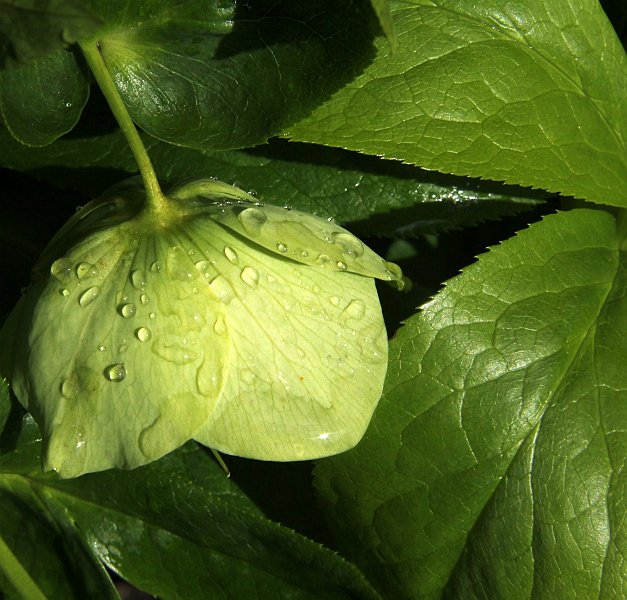 AF01.JPG - Mooie groene tinten. En ook goed belicht.